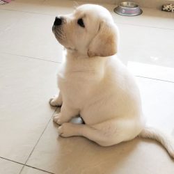 Golden Retrievers are real human pleasers. They try to do everything to please the owner.