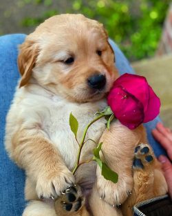  In order to determine if the Golden Retriever is overweight, you need to use a fairly simple me ...