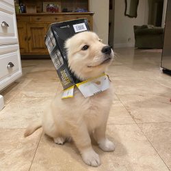 Dogs of the Golden Retriever breed are as lively as people. They, like us, require different amo ...