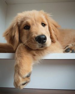 The specific amount of food depends on the age of the dog itself, its physique, size, characteri ...