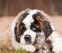Dogs of the St. Bernard breed have a large, muscular physique, long, strong limbs. The coat can  ...