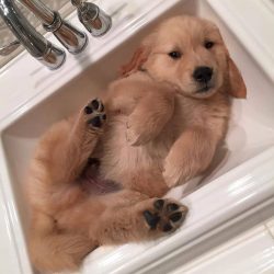 If for some reason you are unable to brush your dog’s teeth every day, do it at least once ...