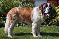 If you cite any breed as an example of kindness and dedication to a person, it will, of course,  ...