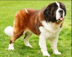 These dogs are not just kind – kindness, help, caring for people – this is a kind of ...