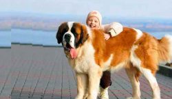 Perhaps someone will be frightened off by its large size, but St. Bernards rarely attack people. ...