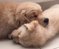Although golden retrievers are gentle and friendly and love to play with children, they should n ...