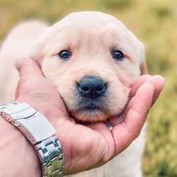 Golden Retrievers are real food lovers. This becomes a common cause of excess weight. This is wh ...