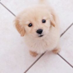 The Golden or Golden Retriever is considered a hunting dog breed, bred in England in the 19th ce ...