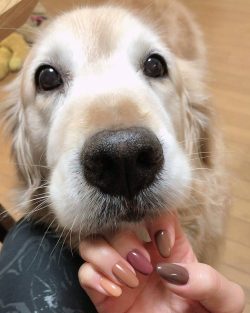 So it was once believed that the Goldens descended from Russian circus dogs. But thanks to the f ...