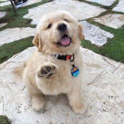 The dog is very active and well built. Her movements are light and confident, while her gaze rem ...