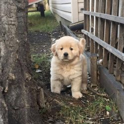 The dog is very active and well built. Her movements are light and confident, while her gaze rem ...