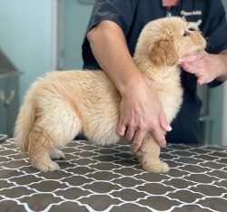 The pet’s ribcage is powerful, the back is straight, and the tail seems to continue the back.