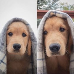 Golden’s coat is straight or slightly wavy, and the undercoat is waterproof and dense. 