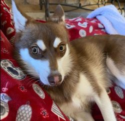 There are no flaws in the psychological behavior of Klee Kai, at least so most owners of these d ...