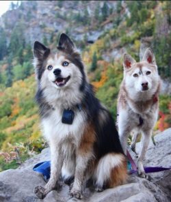 It is rather difficult to acquire a purebred Klee Kai puppy since this species is included in th ...