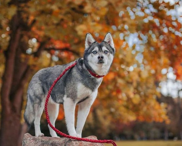 If you have to go to work or school every day, the Alaskan Klee Kai as a pet is not for you. The ...