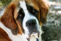 These dogs very often take part in rescue missions and help pull people out of the rubble in the ...