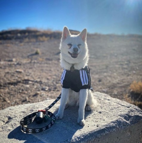 Pure white Klee Kai can be officially registered, but they may not be allowed to breed and parti ...