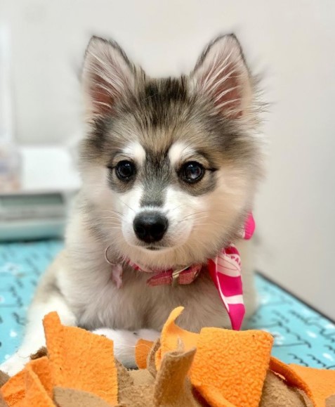 These are unique pets with a special charm. The main characteristic of the Alaskan Klee-Kai bree ...