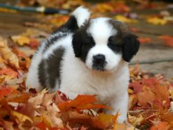 In everyday life, they are wonderful companions and best friends for a person of any age. 
