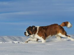 St. Bernard has a very developed intelligence. They perfectly understand the owner, his desires  ...