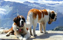 St. Bernard can be taught not only simple, but also complex difficult commands – perhaps n ...