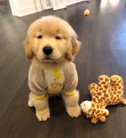 Americans do not recognize cream shades and value the exclusively golden coat of Goldens. The Br ...