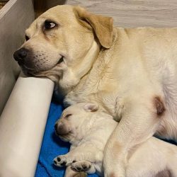 The character of the dog of this breed can be called sunny and radiant, like the name of the pet ...
