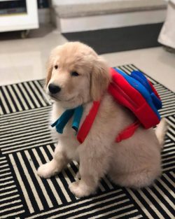 With their appearance, Golden Retrievers constantly demonstrate great dedication and love for a  ...