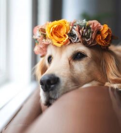 Modern golden retrievers have ceased to be simple hunters, but have become man’s best comp ...
