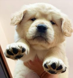 The Golden Retriever can be used as a guide. The services of this breed are used by veterinarian ...