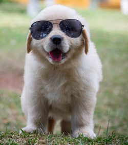 Goldens always want to benefit their master, therefore, if he is in the house, they always turn  ...