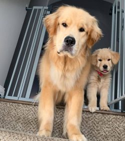 Golden Retrievers do not tolerate fights and if they are attacked by a dog of a different breed, ...