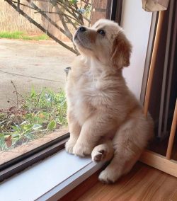 These dogs are not suitable for the role of guards. They are not wary of guests and are able to  ...
