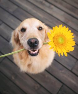 If you have a pure breed of Golden Retriever in front of you, then you can be sure that he does  ...