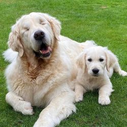 Rumor has it that even just embracing the Golden Retriever, you begin to feed on her strong energy.