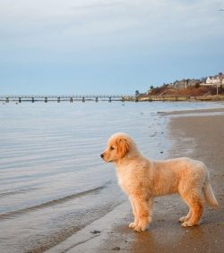 Goldens perfectly feel the mood of people and try with all their might to console a person if he ...