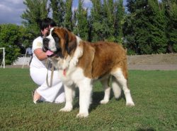These dogs can adapt to different living conditions, can live outdoors thanks to their fur, as a ...