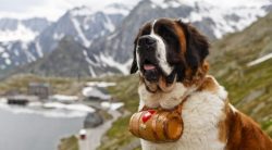 Without human attention and affection, these dogs are sad and wither. It is strongly discouraged ...