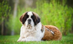 Other pets are accepted normally but need early socialization and familiarity with cats at an ea ...