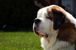 The Saint Bernard breed is very capable and intelligent. These dogs can be taught a huge number  ...
