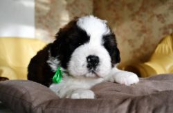 Their innate stubbornness is the flip side of determination, which allows St. Bernard to overcom ...