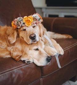 We can safely say that Golden will never offend a child, but it will be fun to play any games wi ...