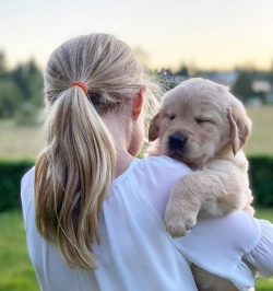 If danger happens to someone, the Golden Retriever will be the first to come to the rescue. 