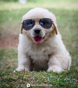 These dogs are able to think and assess the situation quickly. Therefore, in extreme situations, ...