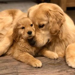 History knows many cases when Goldens saved people during natural disasters and fires.