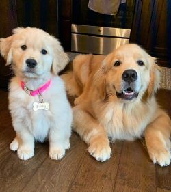 A retriever will rush to rescue a drowning man without prior commands.