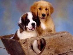 Pay attention to cancellation commands and obedience on walks, as this is a large and heavy dog  ...