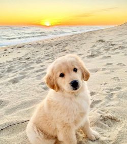 Golden Retrievers are kept in apartments and in private houses. It is important not to deprive t ...