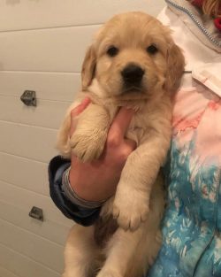 Buying a puppy of this breed should be accompanied by the desire and ability to devote a lot of  ...